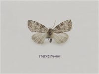 藏品(臺灣銀斑異波紋蛾)的圖片